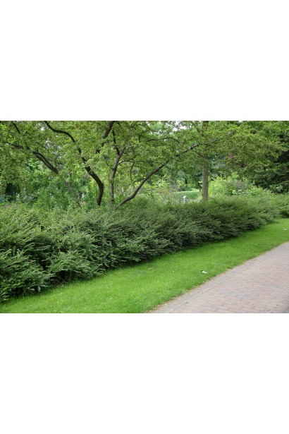 Lonicera Elegant у ланшафті